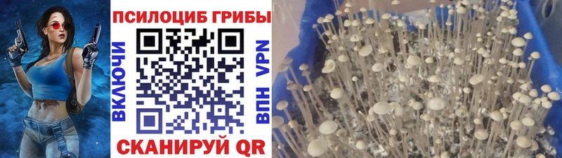 Галлюциногенные грибы Psilocybine cubensis  где купить наркоту  это наркотические препараты  Новомосковск 